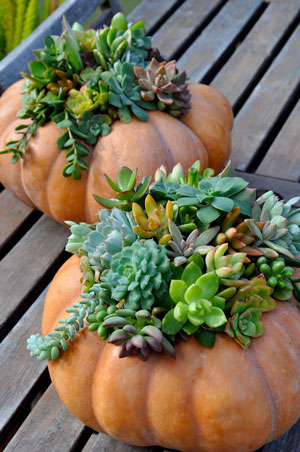 Succulent Pumpkins