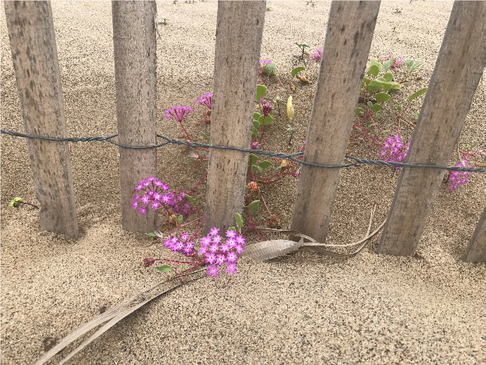 Beach Dune Restoration - Native vegetation Example 1