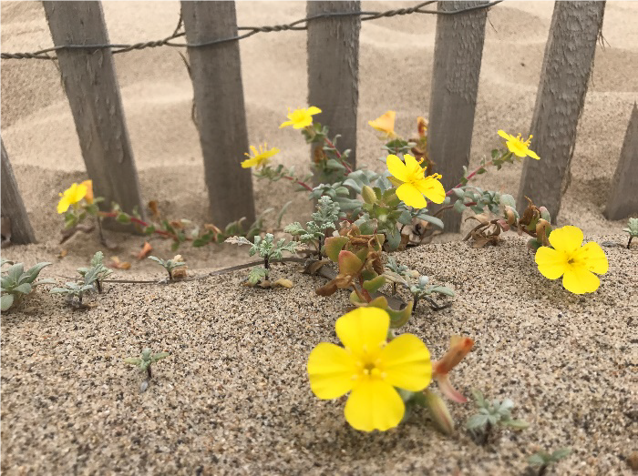 Beach Dune Restoration - Native vegetation Example 2