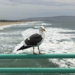 Social Distancing on the Manhattan Beach Pier by Burdiak, Cheryl