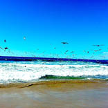 Hungry Pelicans, Feeding Frenzy - 26th Street by Dooley, Marian