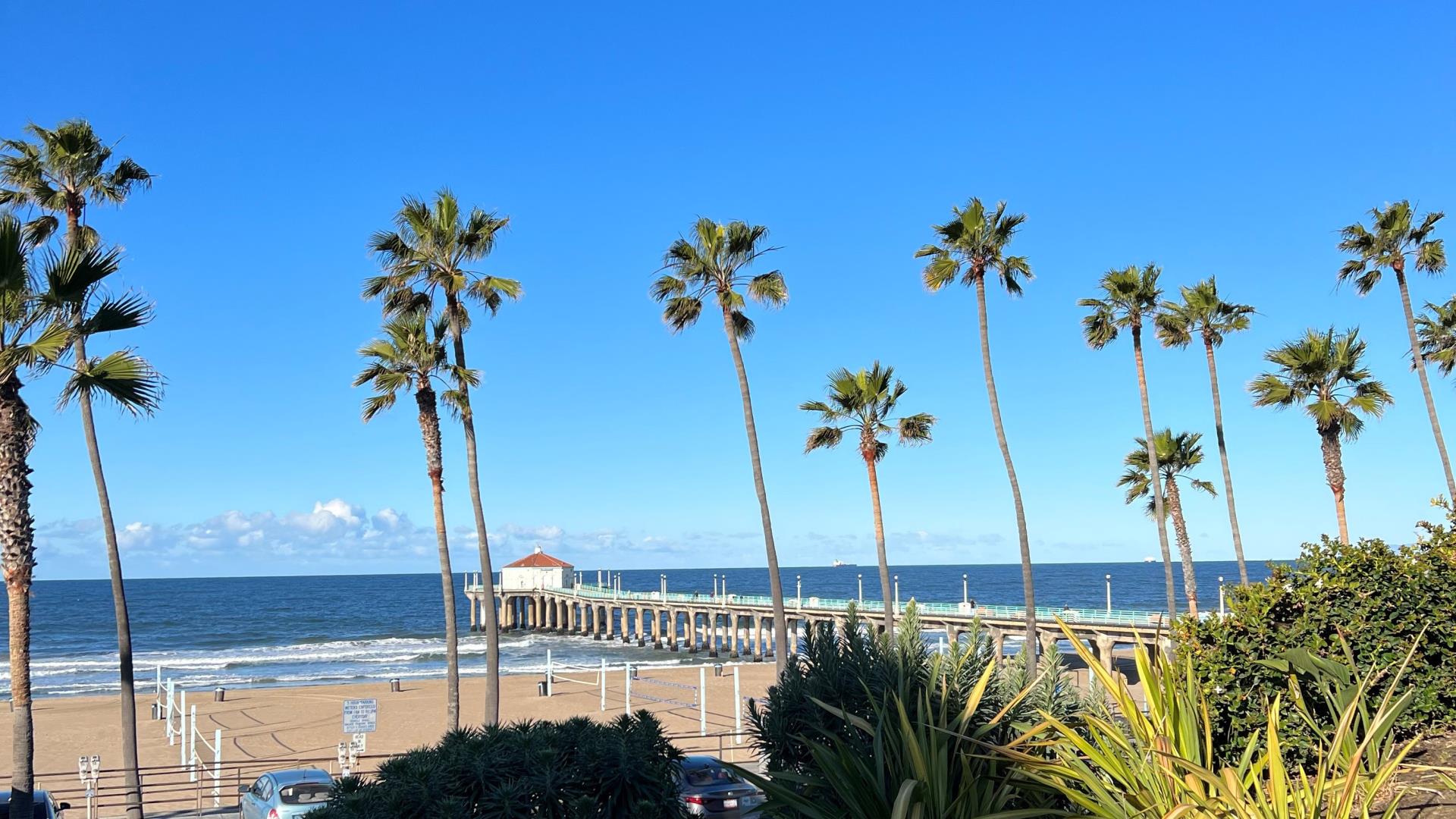 palm trees day cropped