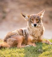 Safeguards to Protect Pets against Coyotes in MB