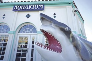 Roundhouse Aquarium with shark