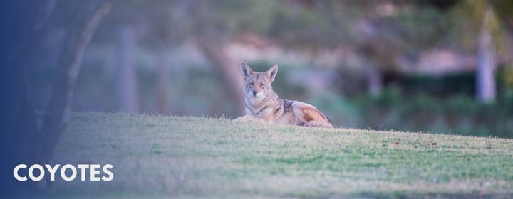 Coyotes