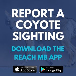 Report a Coyote Sighting