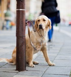 tethered dog